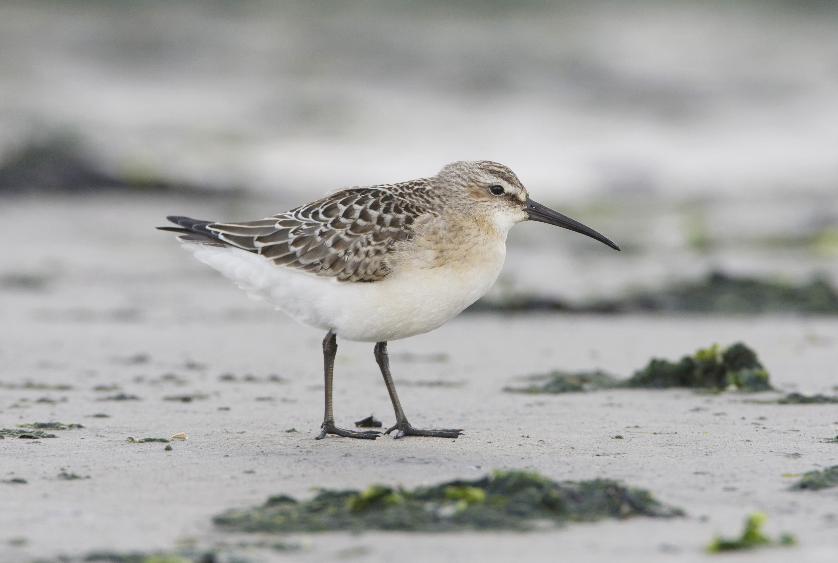 Dunlin Sandpiper Shore Bird