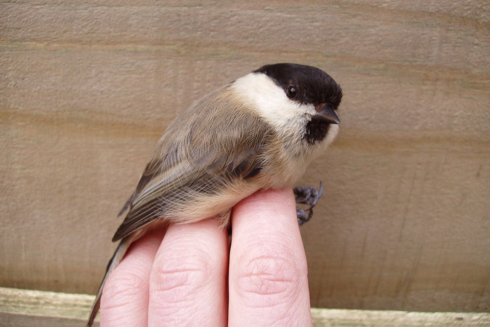 Marsh Tit mysteries - BirdGuides