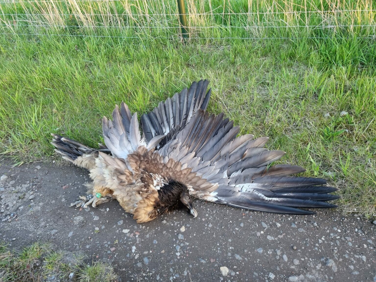 Bearded Vulture hit by train in The Netherlands - Vimarsana News