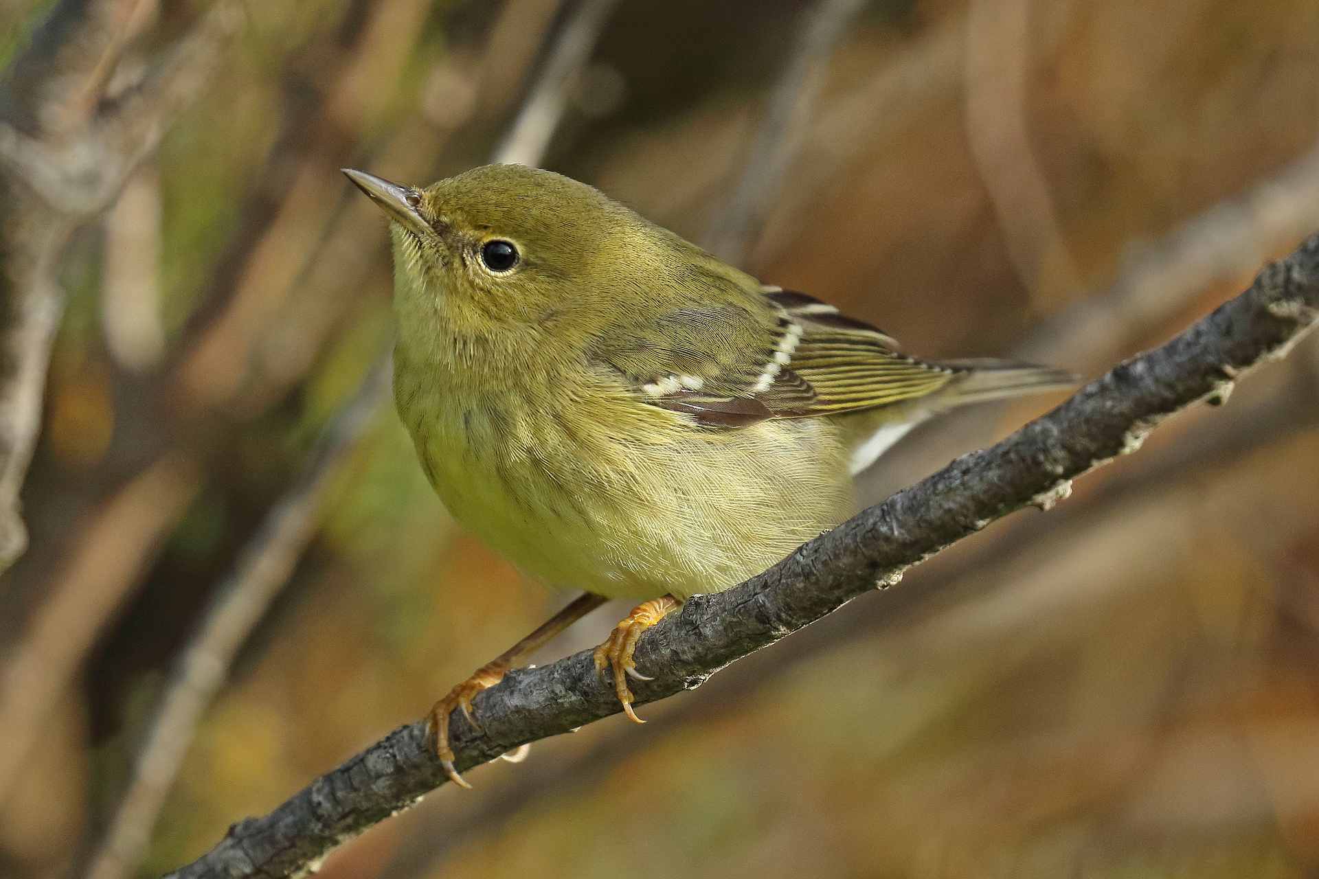 Dominic Mitchell: Azorean obsession - BirdGuides