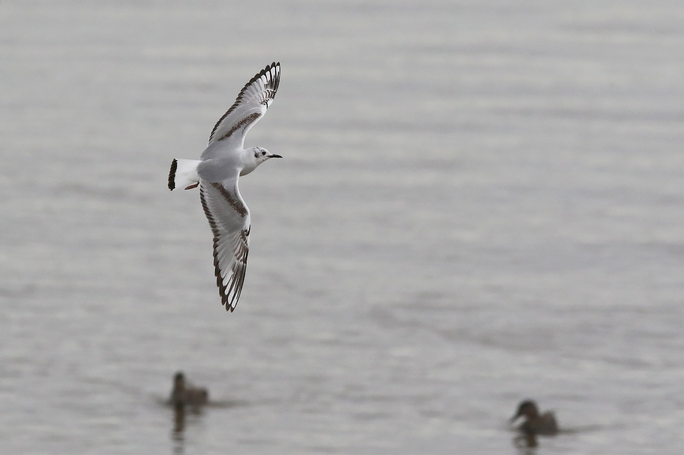 Watching gulls in East London - BirdGuides