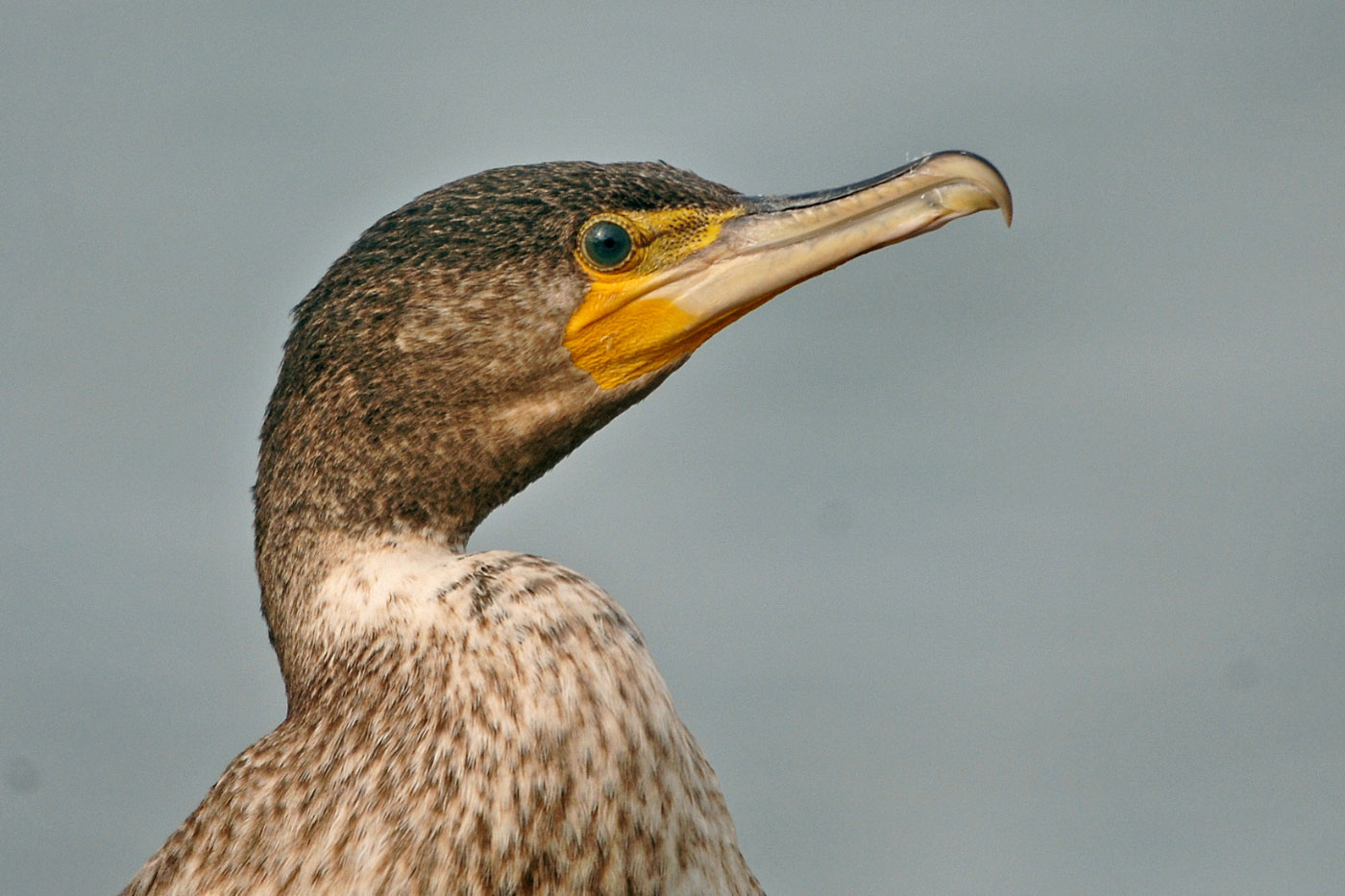 Cormorant-juv_Seaforth-Merseyside_Oct-06_Steve-Young-1.jpg