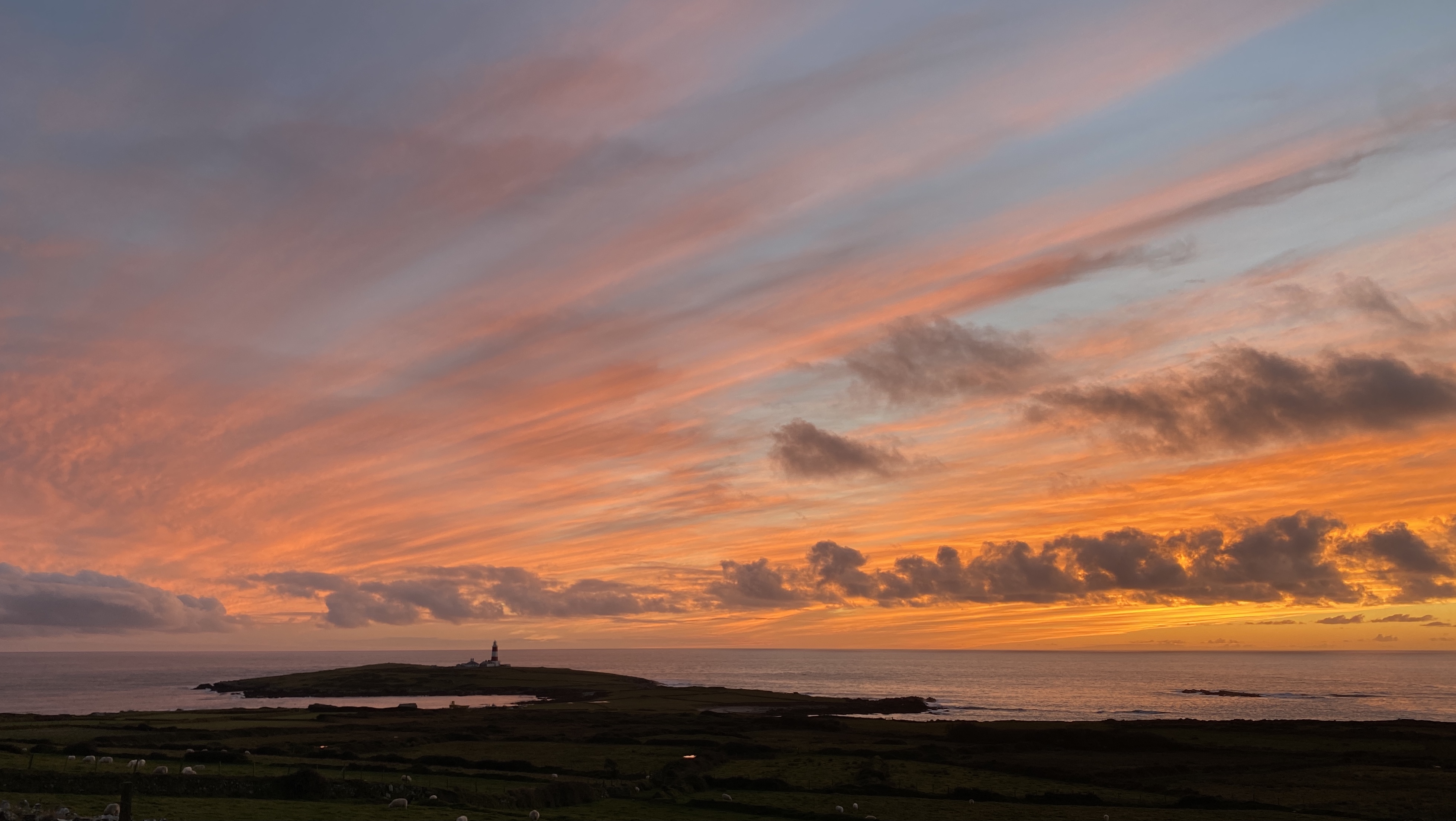 A season on Bardsey Island BirdGuides