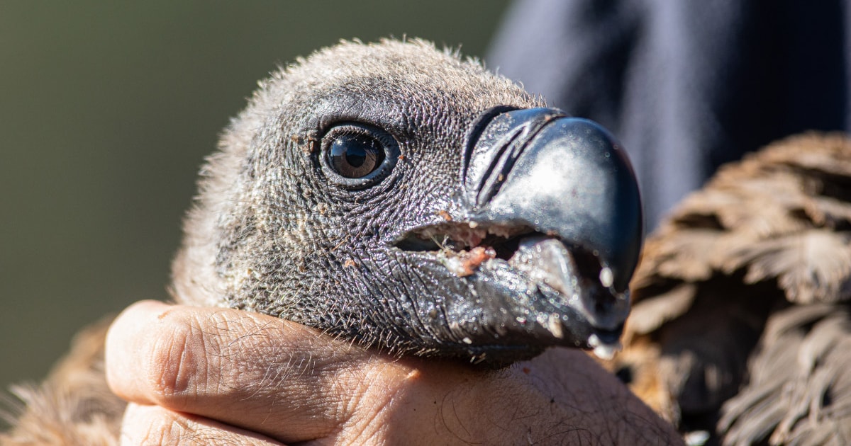 First White-backed Vulture tagged in Spain and Europe - Vimarsana News