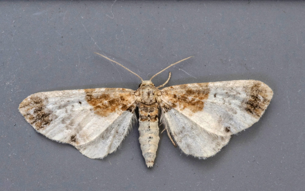 Burnished Brass  Butterfly Conservation