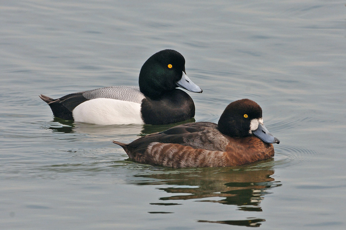 Tufted Duck, Greater Scaup and Lesser Scaup photo ID guide - BirdGuides