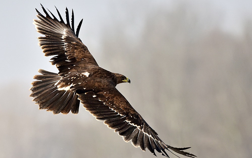 Endangered eagles return to Chernobyl - Vimarsana News