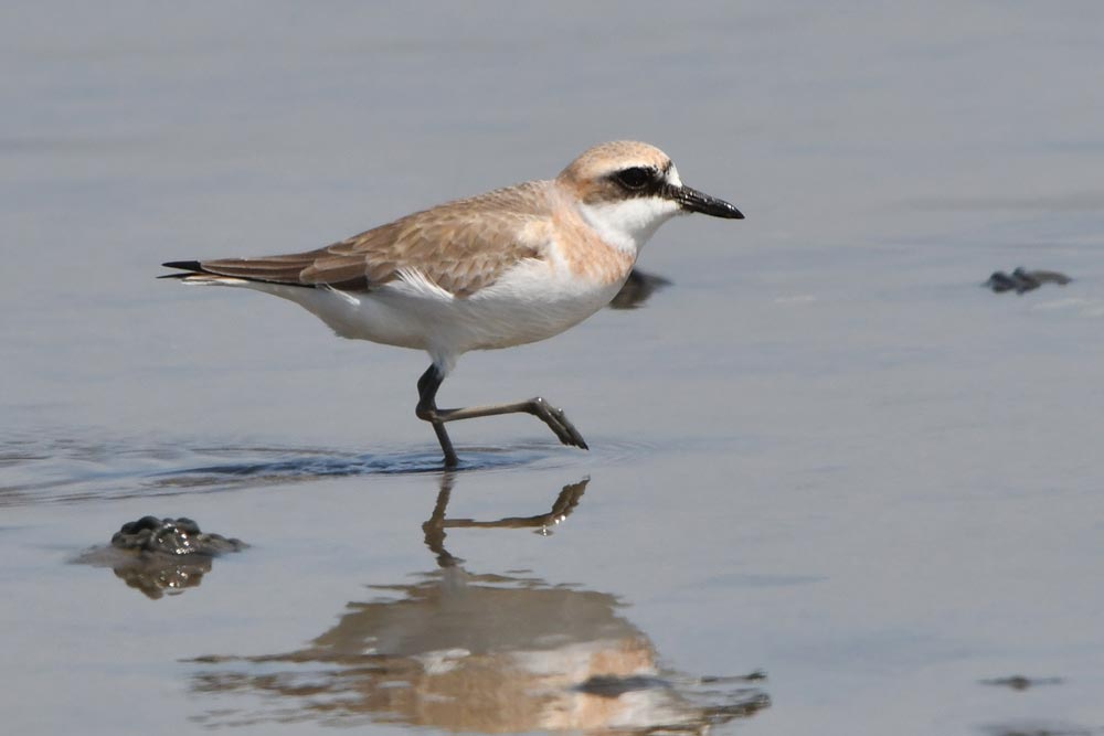 Rarity finders: Greater Sand Plover in Co Waterford - Vimarsana News