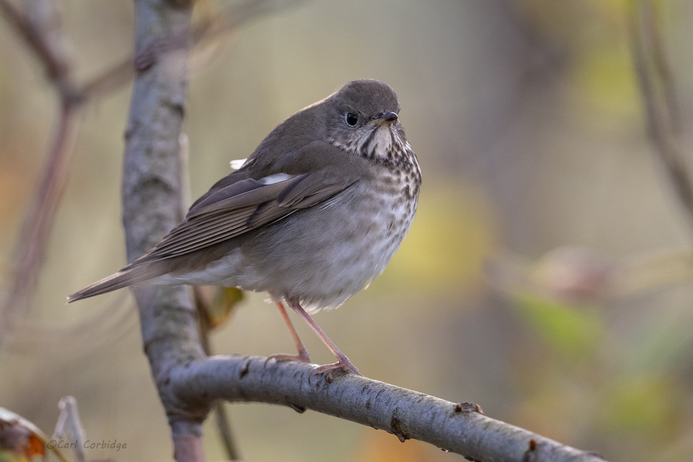 Review of the Week: 5-11 October 2026 - BirdGuides