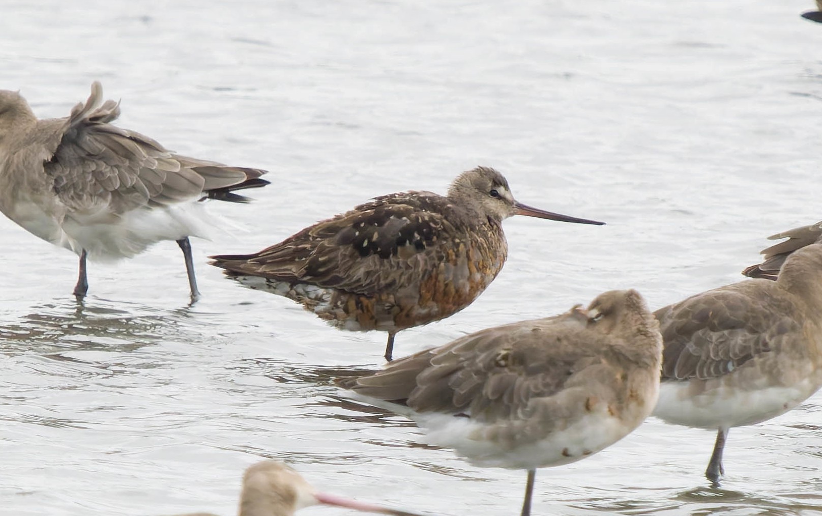 Review of the Week 1218 August 2024 BirdGuides