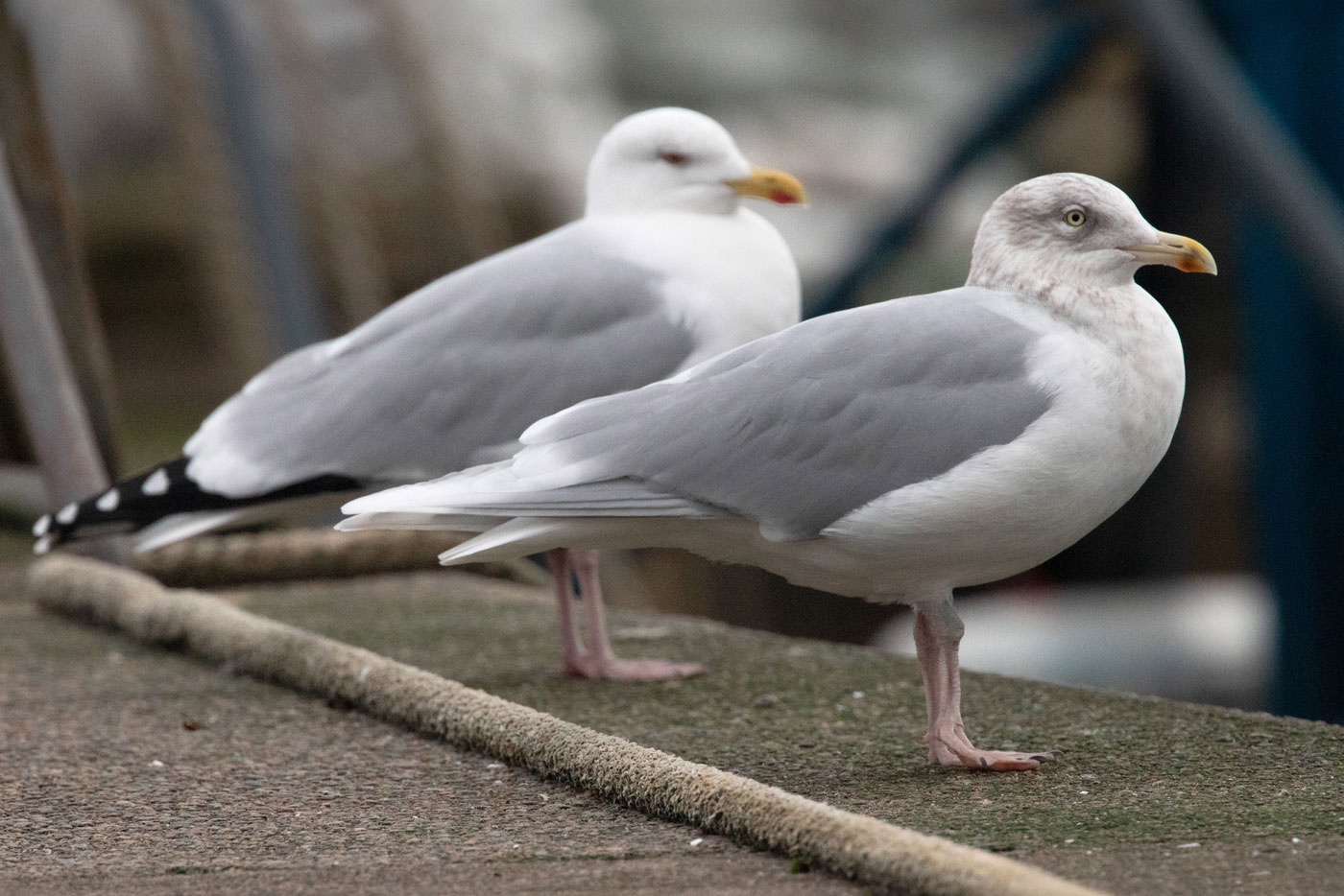 Glaucous and Iceland Gulls photo ID guide BirdGuides