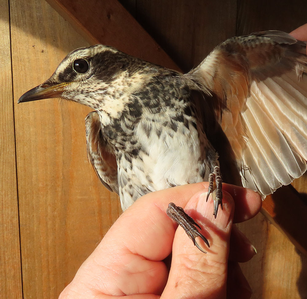 Rarity finders: Dusky Thrush in Lothian - BirdGuides