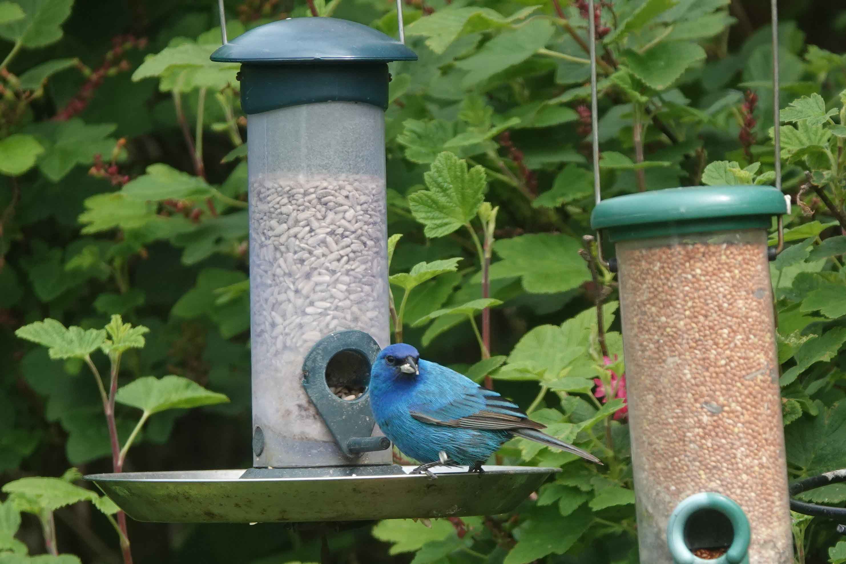 Rarity finders Indigo Bunting in Co Durham BirdGuides