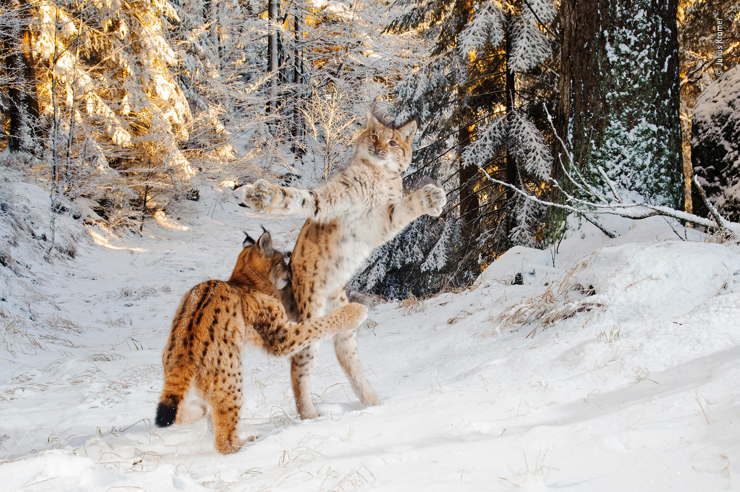 Дикая природа сообщение. Рысь (Lynx Lynx) в дикой природе. Звери в зимнем лесу. Звери зимой в лесу. Дикая природа.