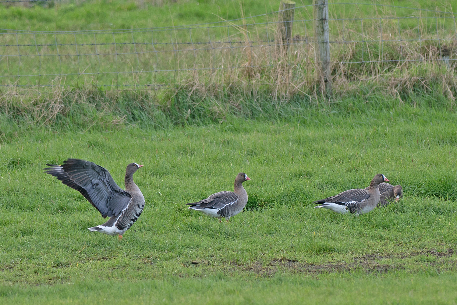 Review of the Week: 11-17 November 2024 - BirdGuides