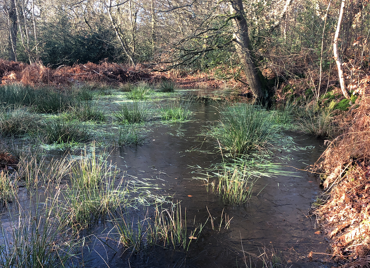 LocalBigYear diary February 2022 BirdGuides