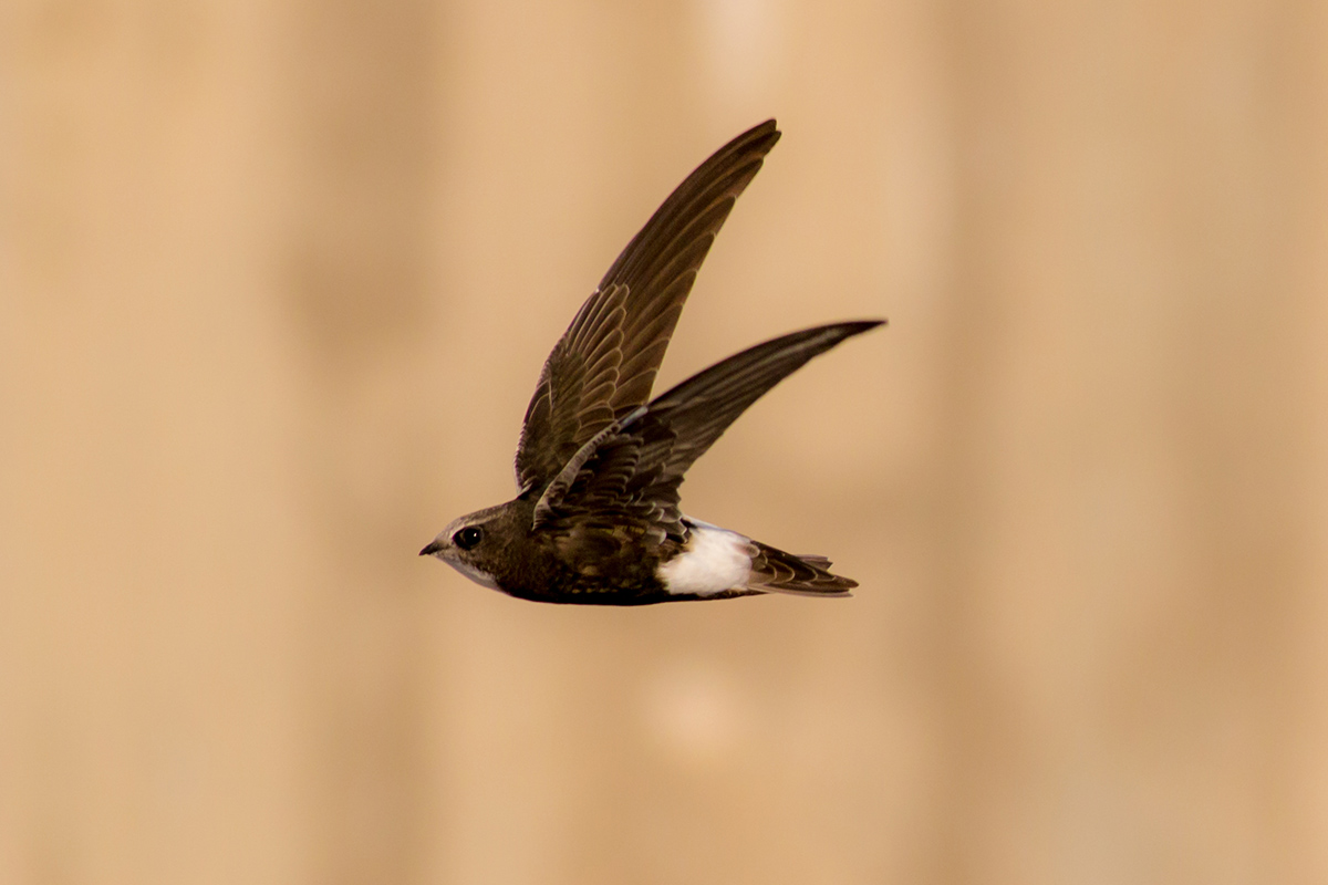Birds of prey in Southern Spain - WILD ANDALUCIA BIRDING TOURS