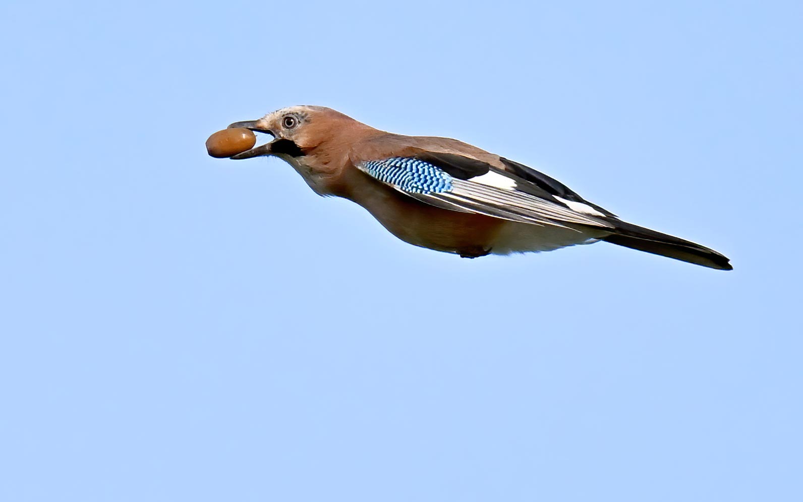 Crows behave differently around food when rivals are present - BirdGuides