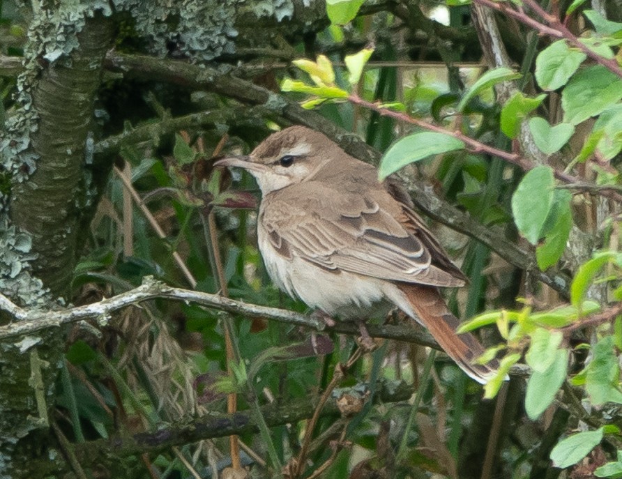 Rarity finders: Rufous-tailed Scrub Robin in Cornwall - BirdGuides