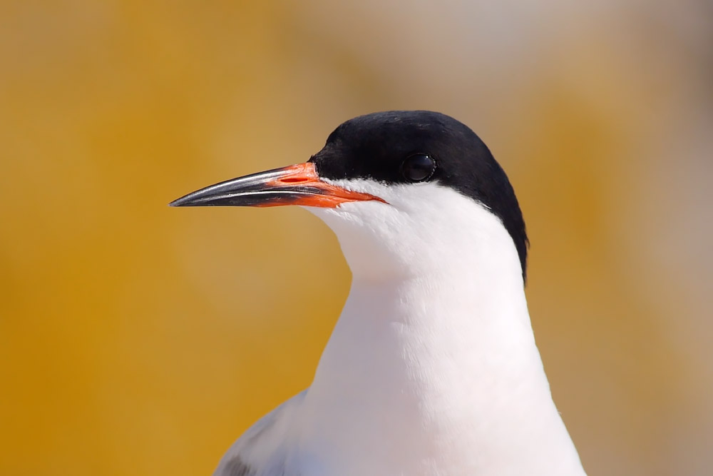 Rockabill: the remarkable conservation success story - BirdGuides
