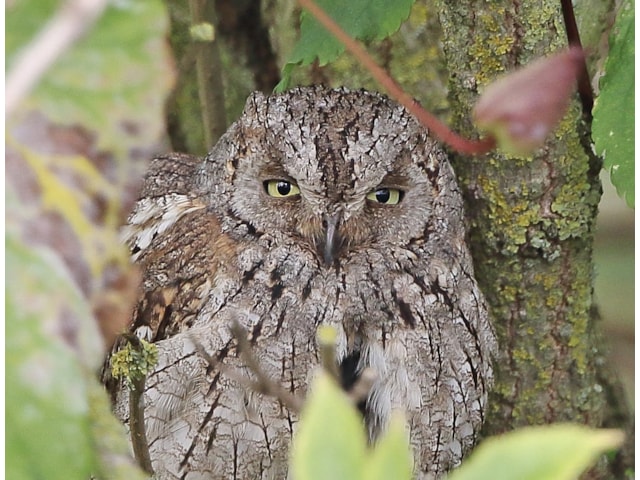 Rarity finders: Eurasian Scops Owl in Co Durham - BirdGuides