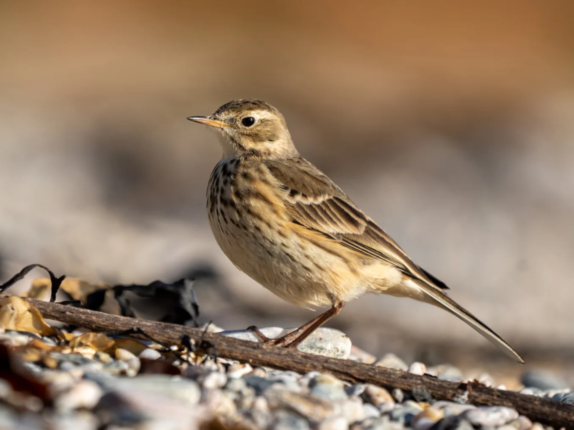Research shows Buff-bellied Pipit is two species - BirdGuides