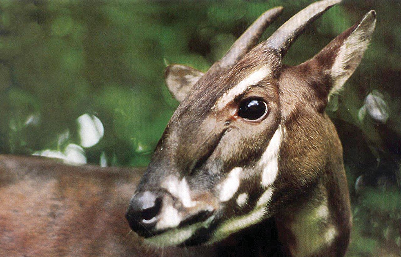 Scientists map genome of 39 Asian - Soala
