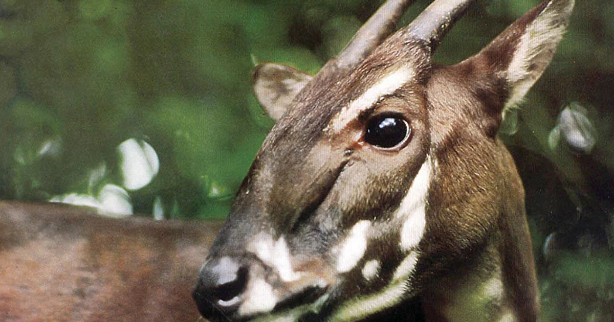 Ambitious mission launched to find last Saolas on Earth - BirdGuides