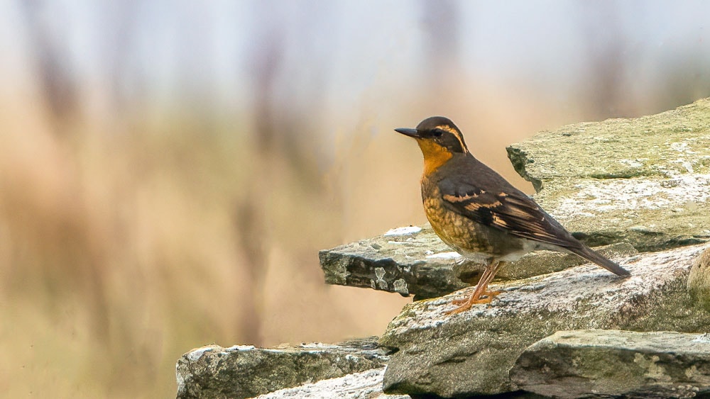 Rarity finders: Varied Thrush in Orkney - Vimarsana News