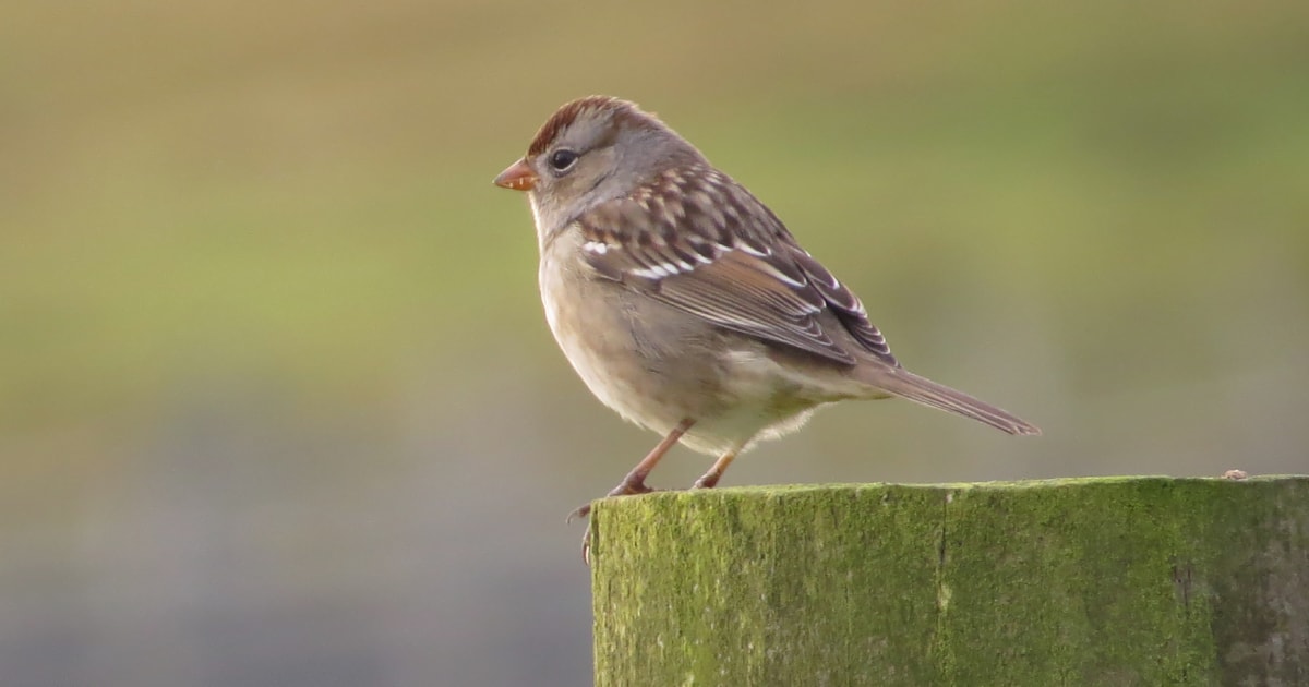 Resultado de imagem para Ã© assim que se faz