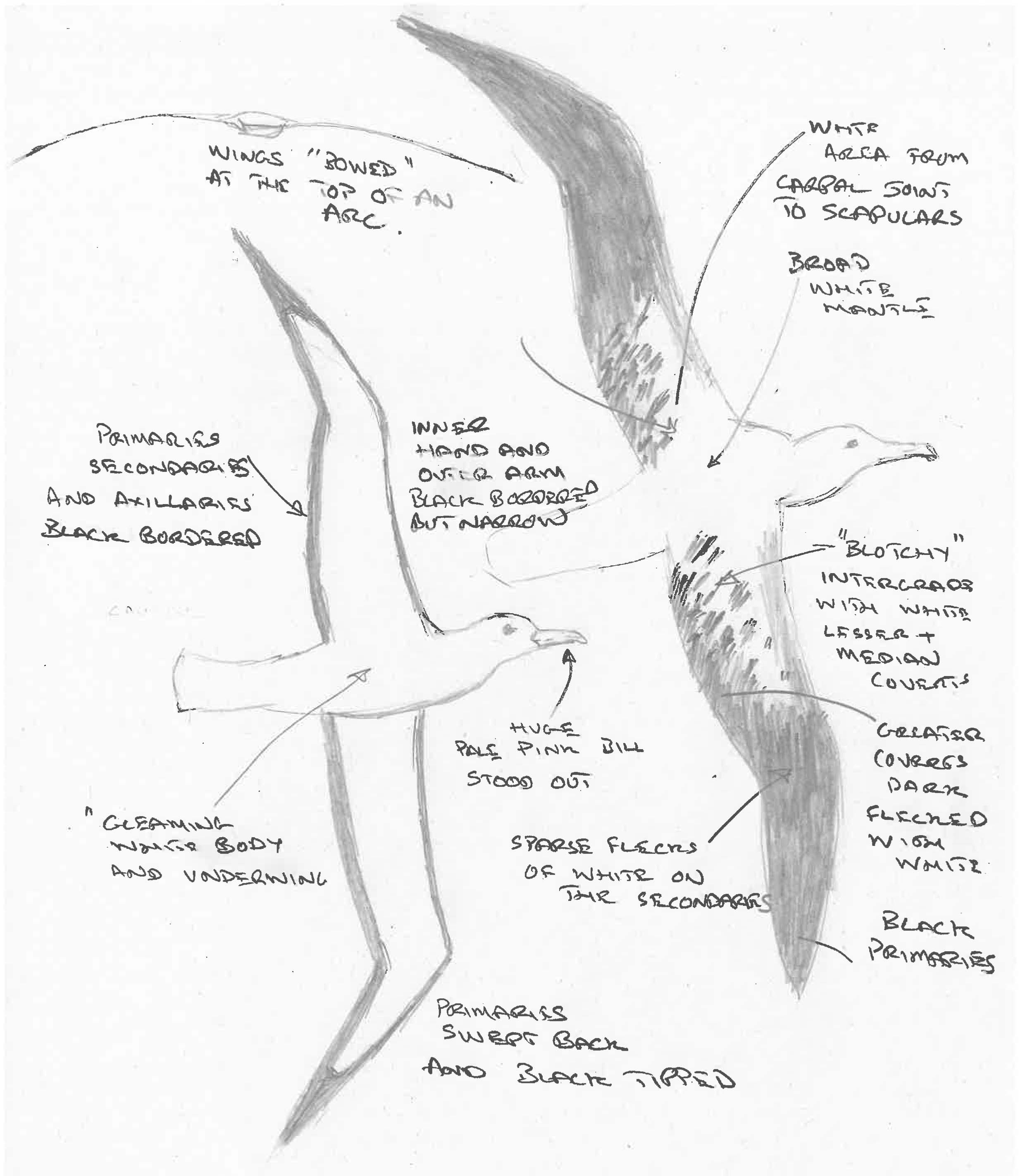 Rarity finders: wandering albatross species in Co Cork - BirdGuides