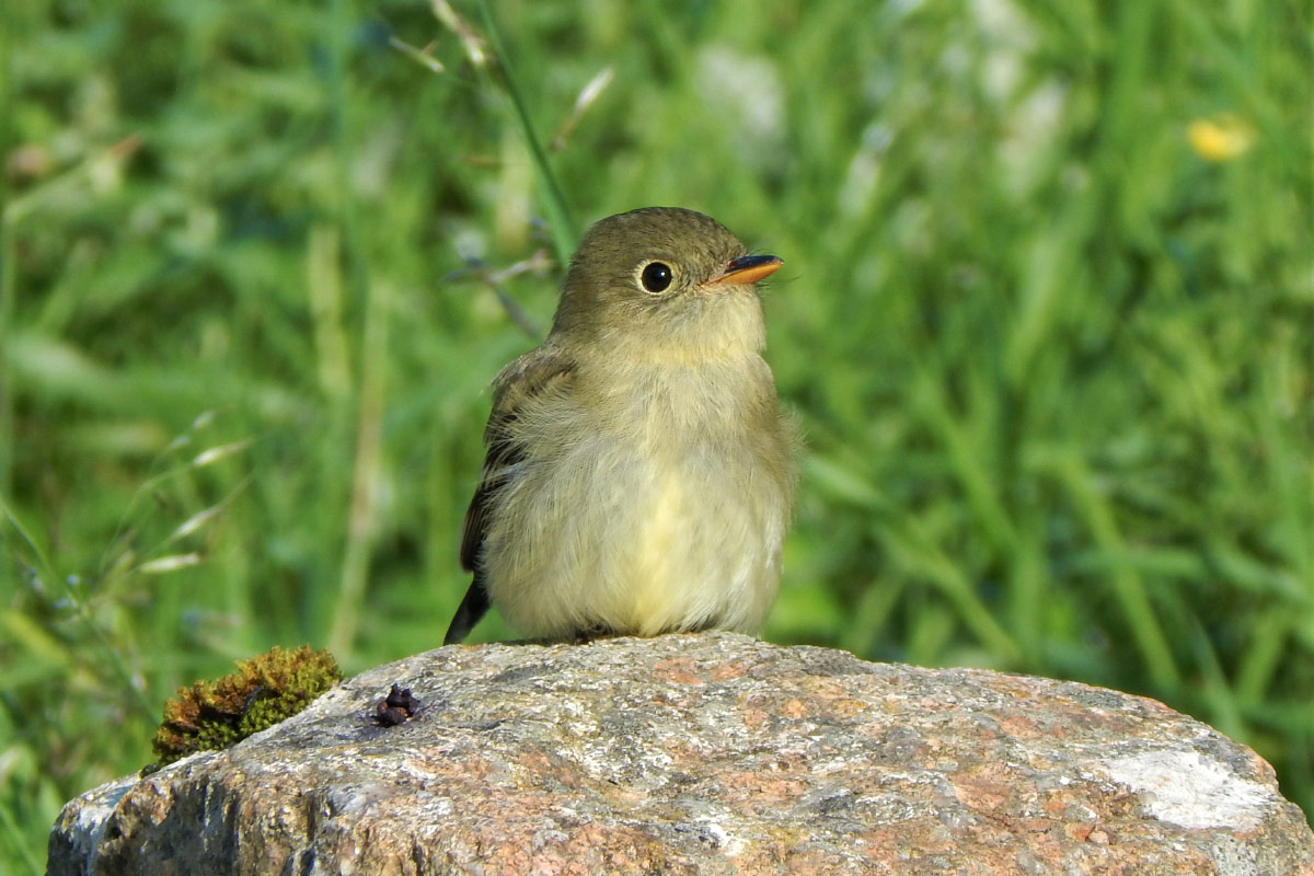 Rarity finders Yellow bellied Flycatcher on Tiree BirdGuides
