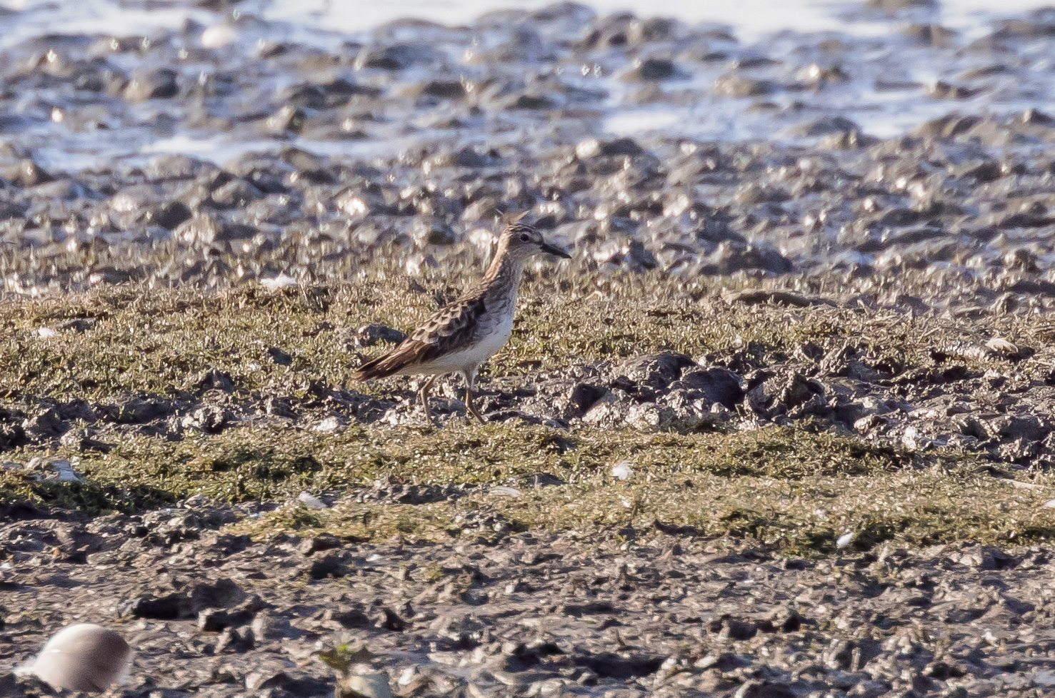 Rarity finders: Long-toed Stint in West Yorkshire - BirdGuides