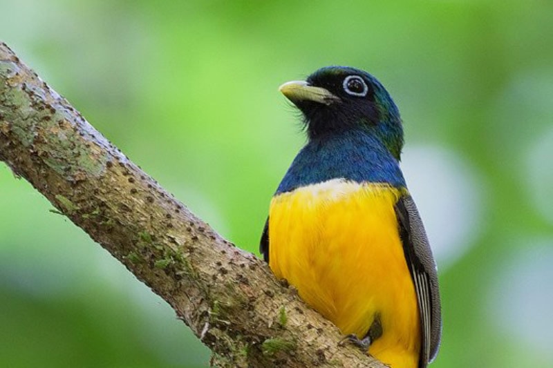 Black-throated Trogon comprises five species, study suggests - Vimarsana News