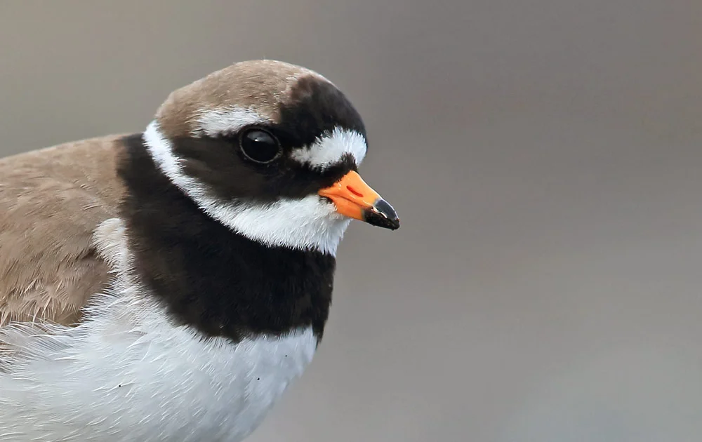 Plover Identification Guide Ringed, Little Ringed and Kentish Plovers photo ID guide - BirdGuides