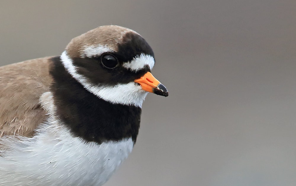 Ringed, Little Ringed and Kentish Plovers photo ID guide - Vimarsana News