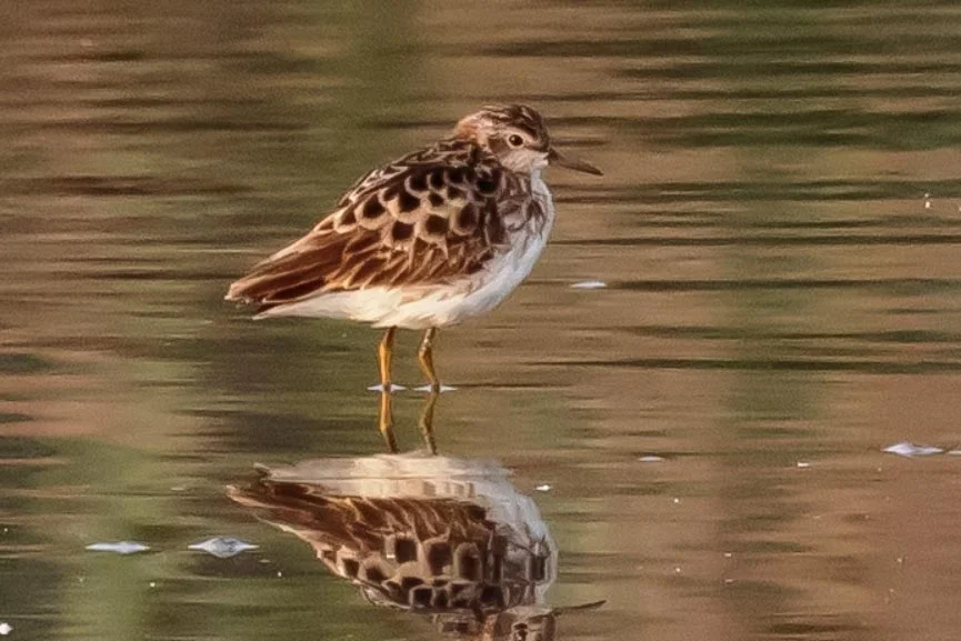Rarity finders: Long-toed Stint in West Yorkshire - BirdGuides