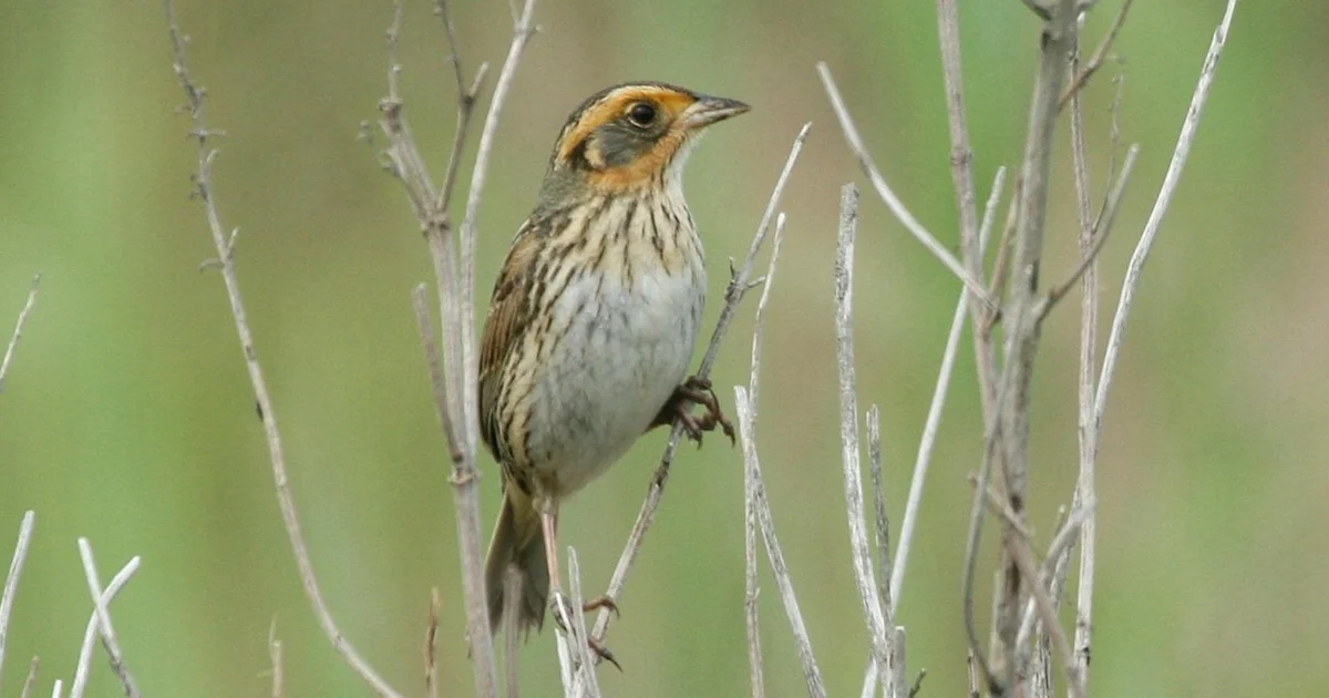 Climate change puts endangered sparrows at risk - BirdGuides