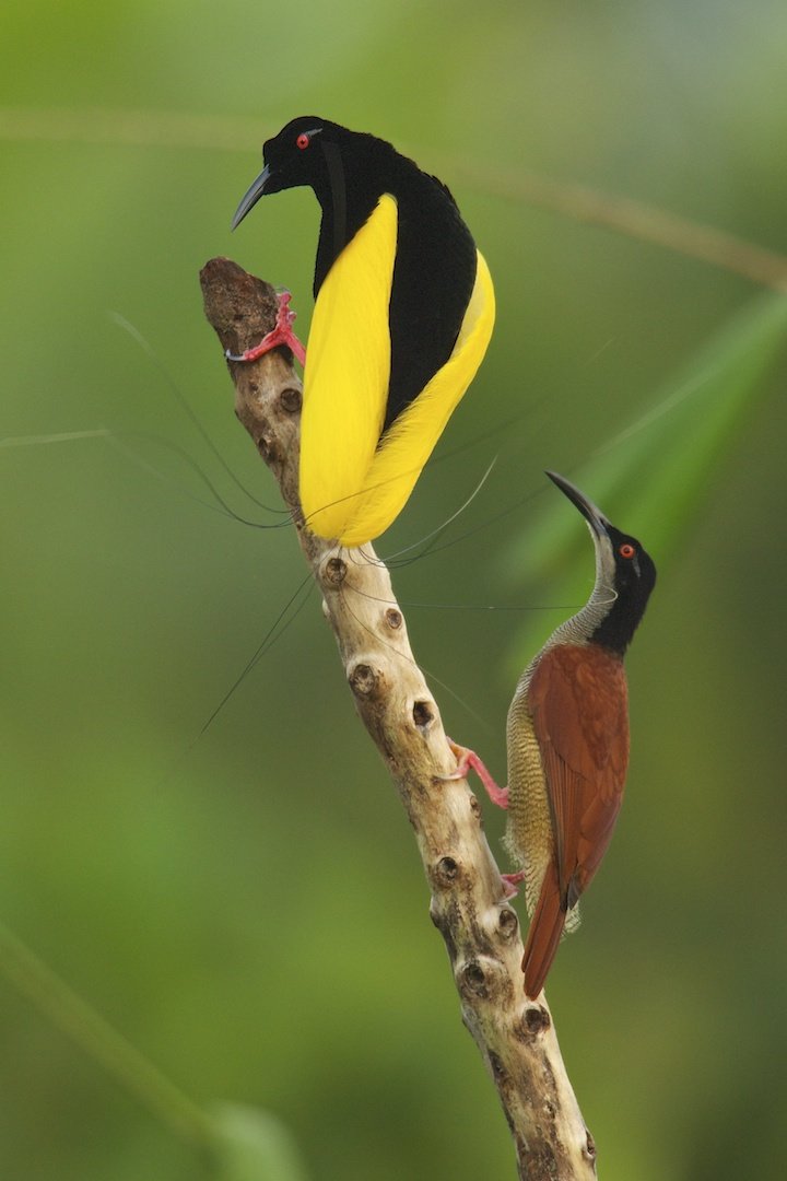 Good looks alone are not enough for female birds-of-paradise - BirdGuides