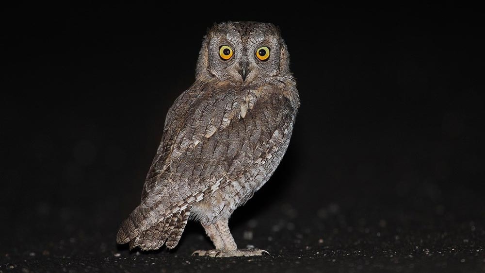 Study uncovers where Spanish scops owls head for winter - Vimarsana News