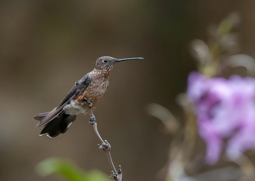 Giant Hummingbird is two species, study finds - BirdGuides