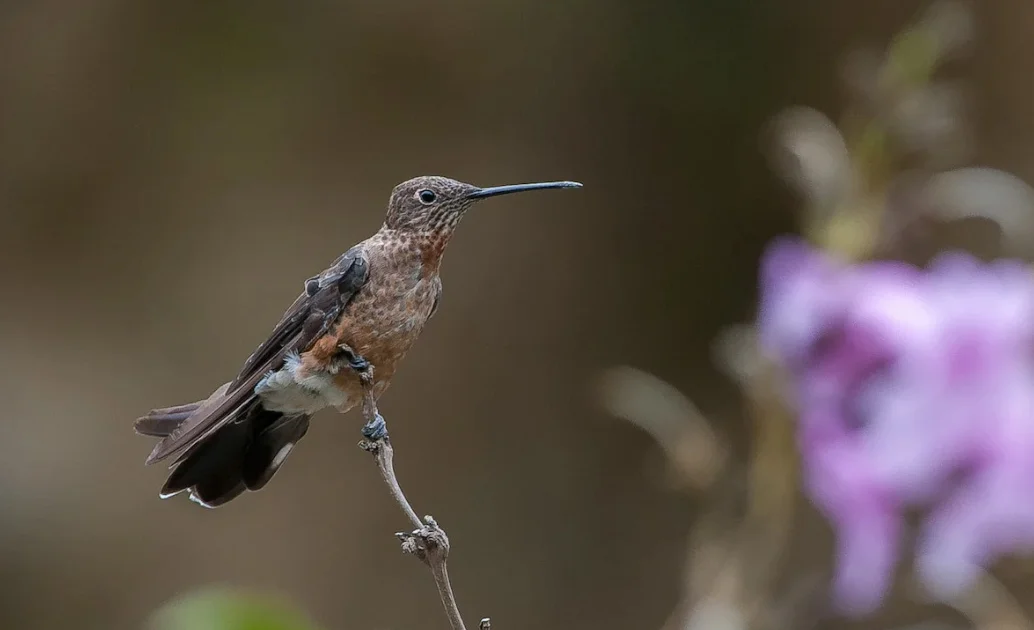 Large Size Hummingbirds Giant Hummingbird is two species, study finds - BirdGuides