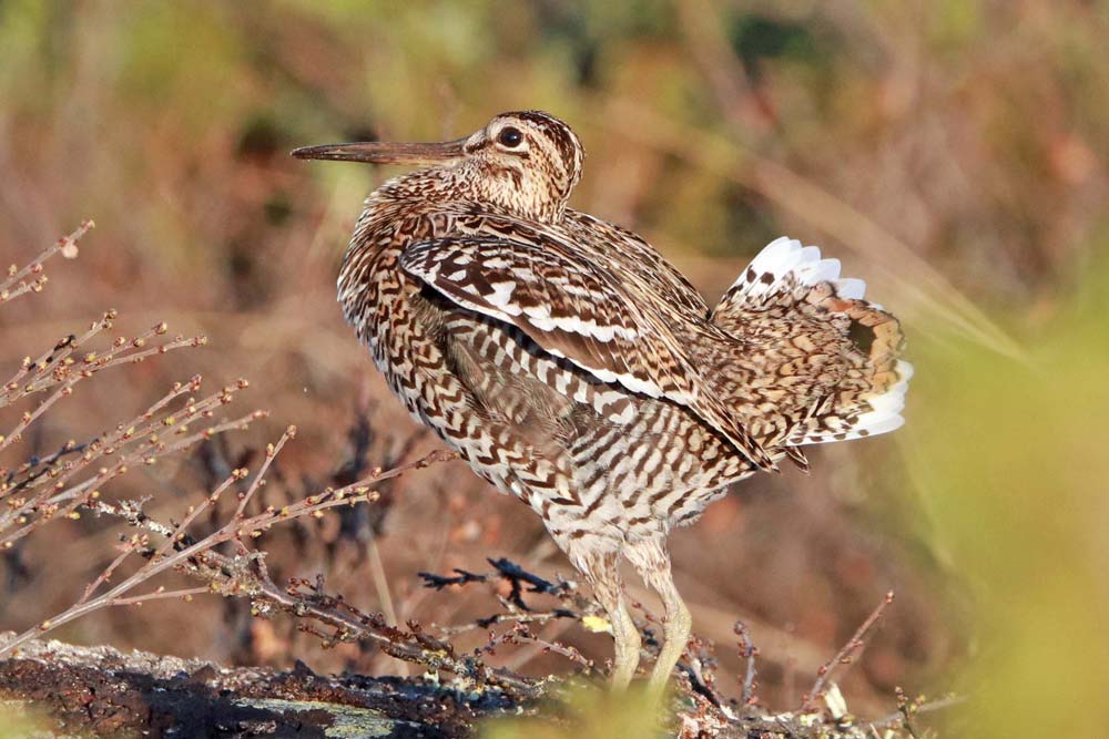Water management boosts Polish Great Snipe at key breeding sites ...