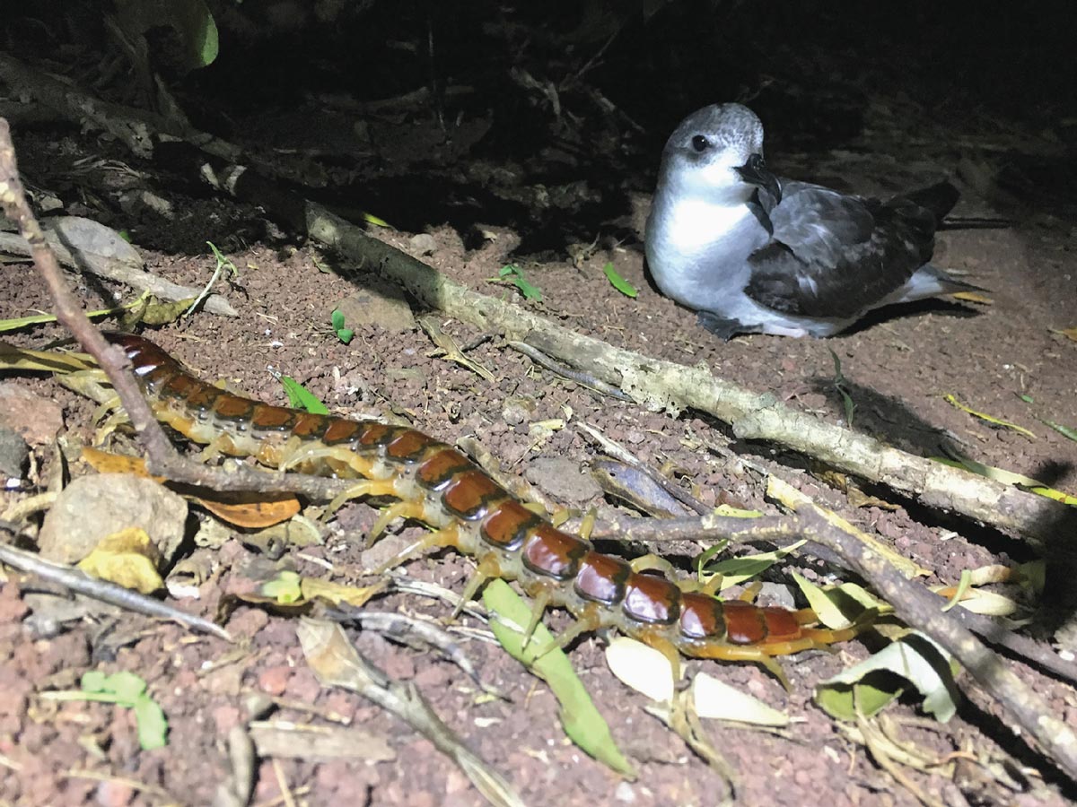 Giant centipedes eat seabird chicks on South Pacific island BirdGuides