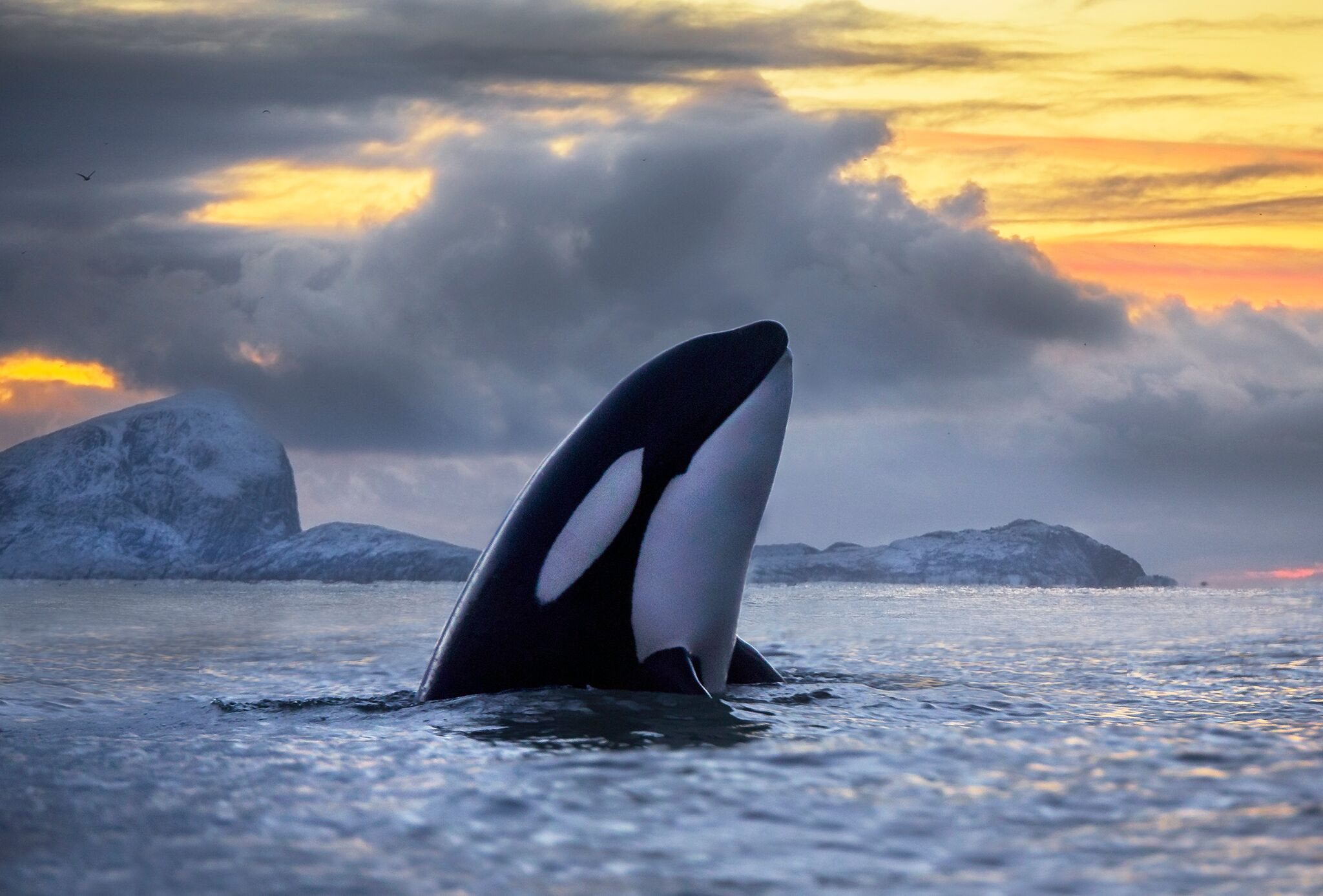 Pollution threatens half of world's Killer Whales - BirdGuides
