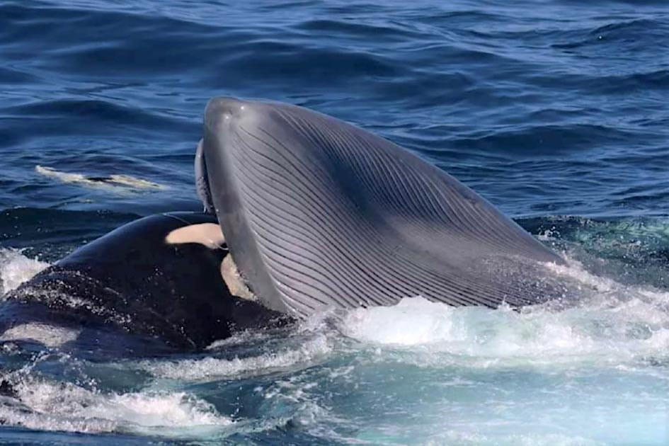 Orcas successfully hunt world's largest animal - Vimarsana News