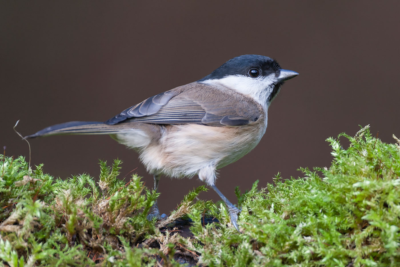 Marsh Tit mysteries - BirdGuides