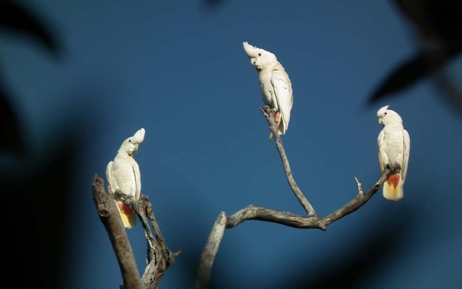 Parrots in Palawan: genetic and oil-palm challenges - Vimarsana News