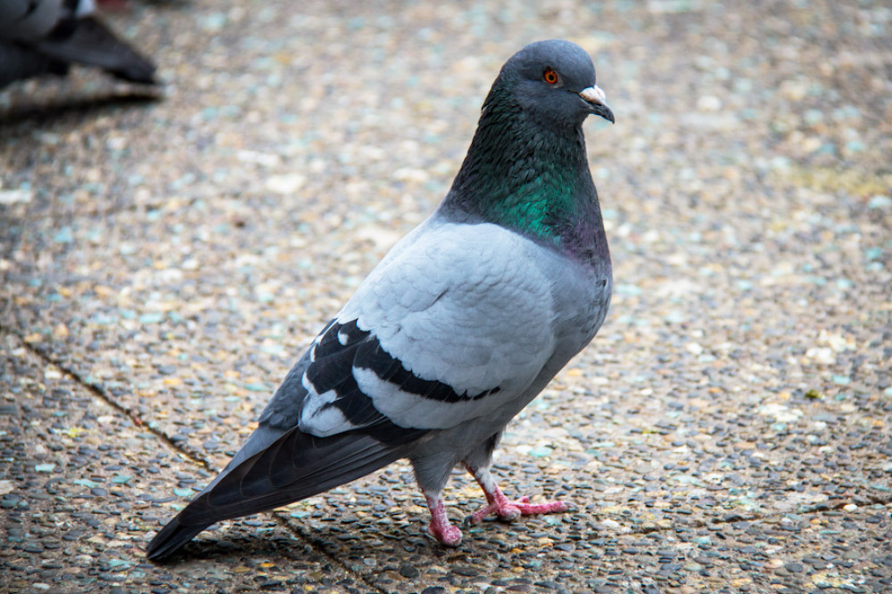 bird guides - urban-pigeons-losing-toes-due-to-human-hair/ https://www.birdguides.com/articles/urban-pigeons-losing-toes-due-to-human-hair/