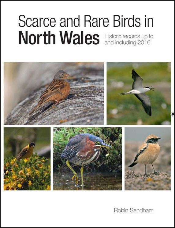 Scarce and Rare Birds in North Wales BirdGuides